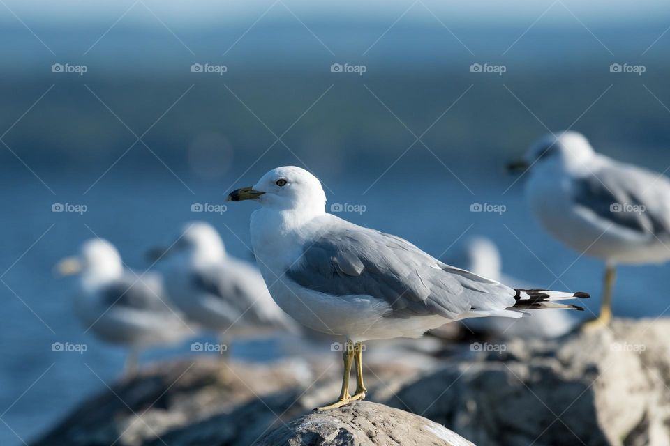 Seagulls on the rocks near water