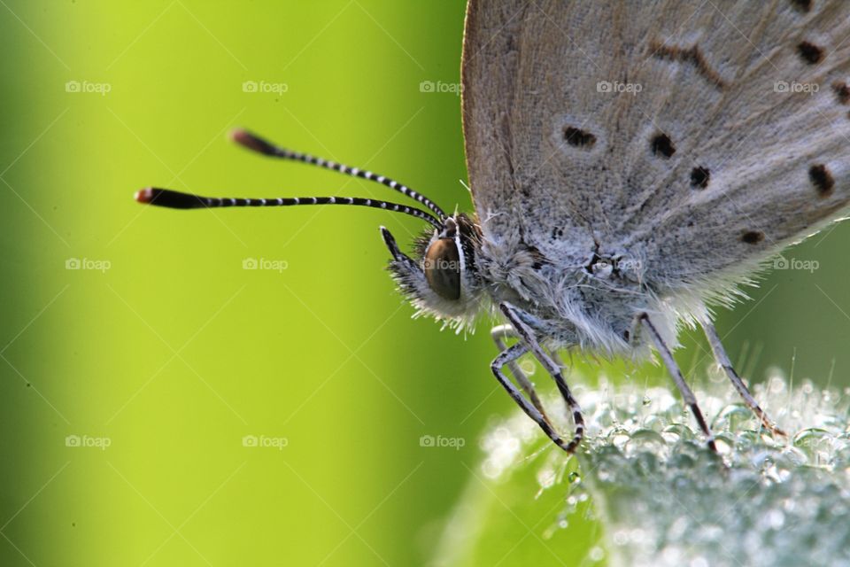 Pale Grass Blue. Taken early in the morning while they are not yet active. 
Taken using Canon 60D Tamron 180mm