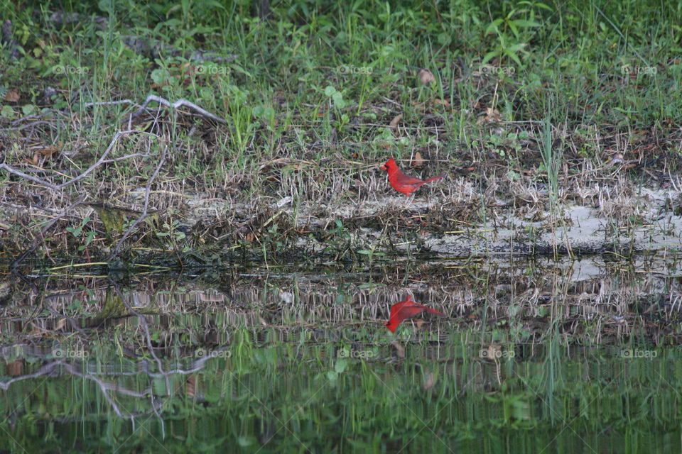 Cardinal shoreline