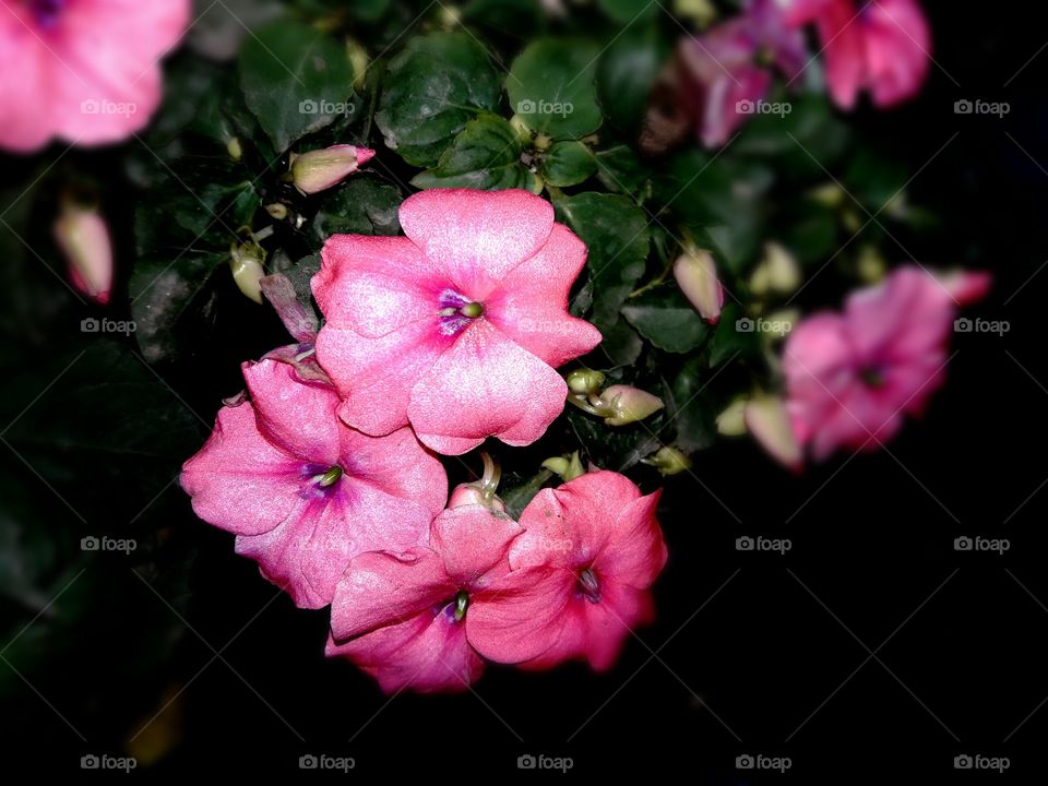 Blooming, flower, green leaf, pink colour, flora.