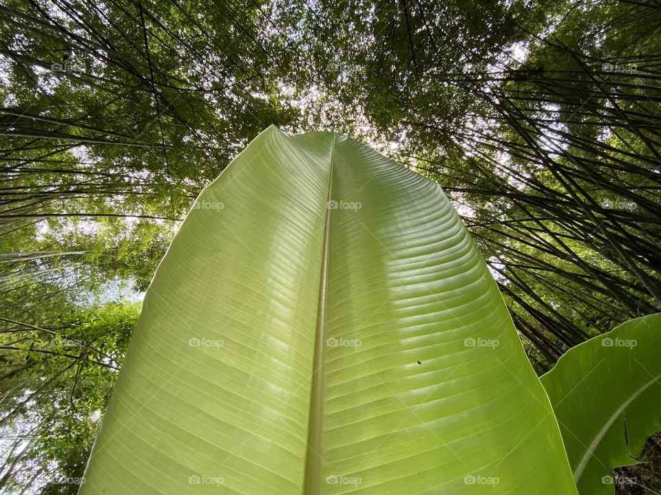 Hoja en el bosque