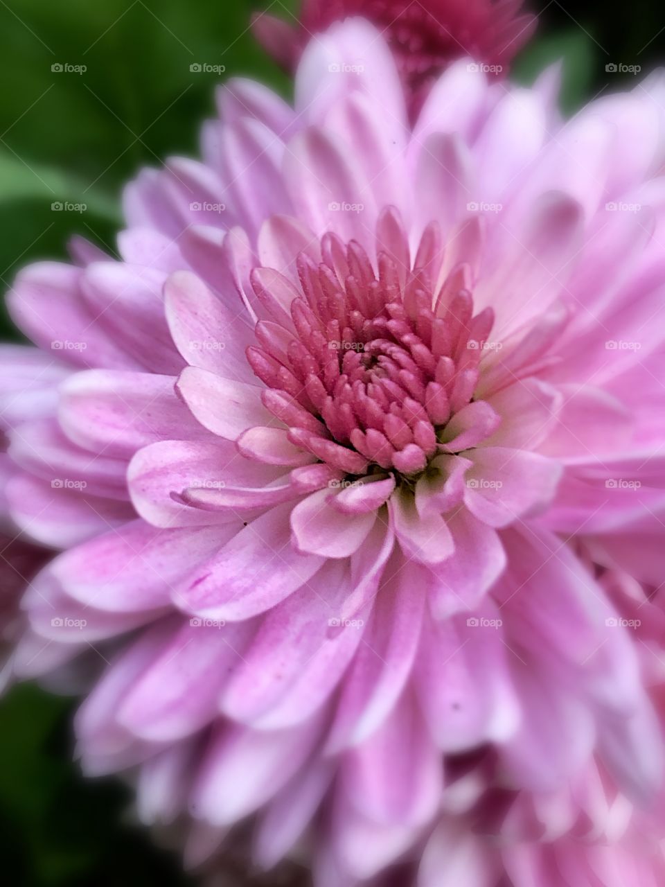 Pink Mum flower blooming in my yard in Massachusetts during the Fall season, shot on iphone, using Macro Photography with selective depth of focus (dof).