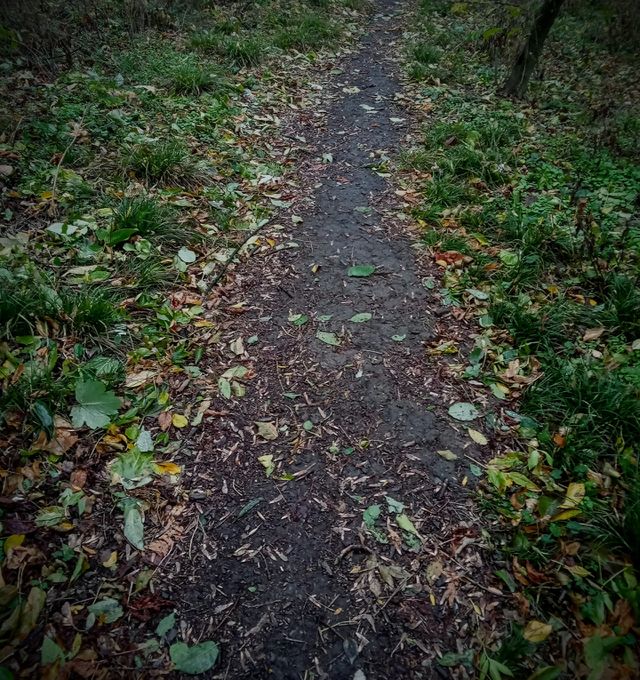 forest