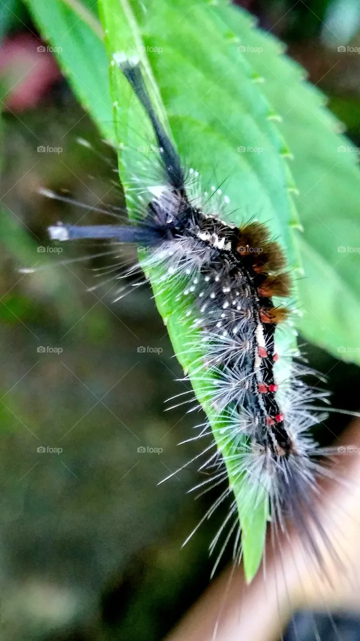 caterpillars