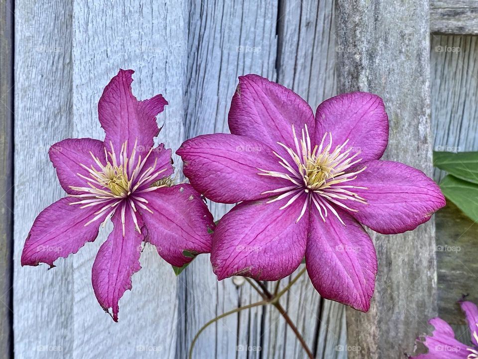 Two beautiful purple clematis flowers growing up against the side of an old weathered wooden building