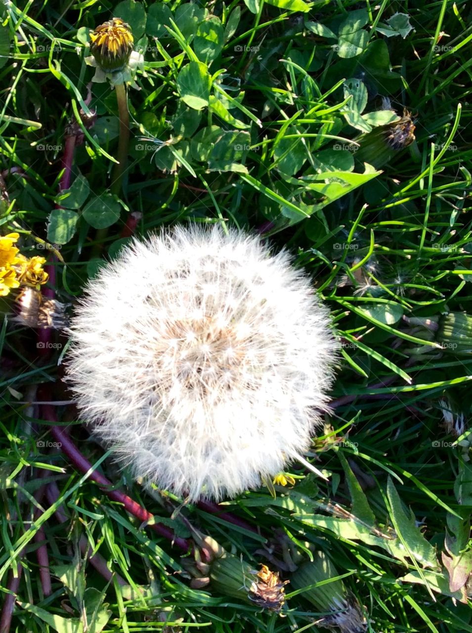 Dandelion 