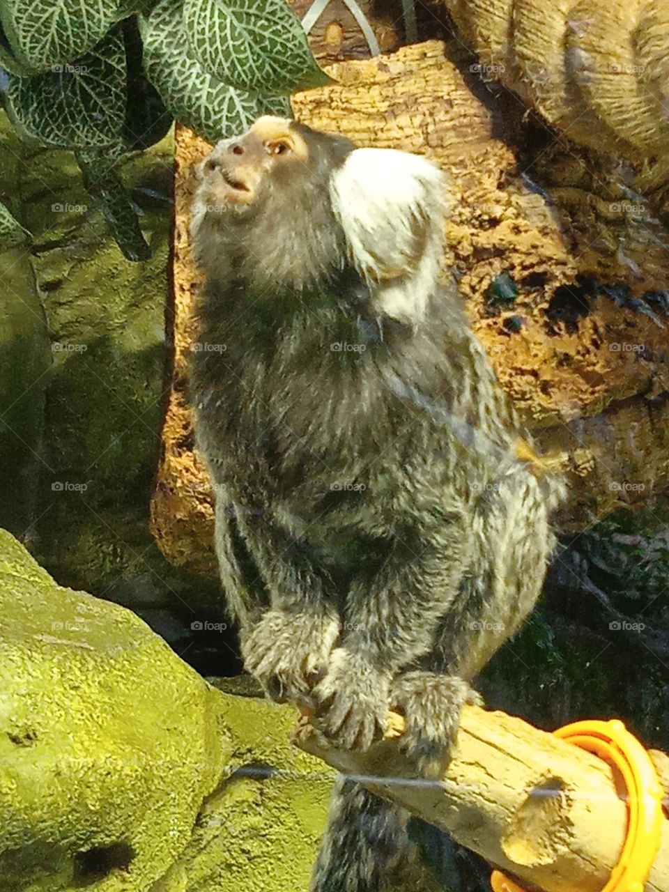 обезьянка игрунка