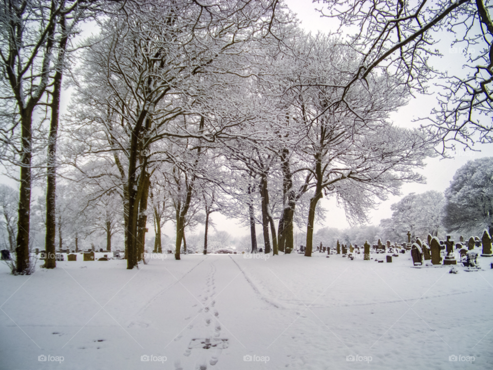 snow landscape nature trees by gregmanchester
