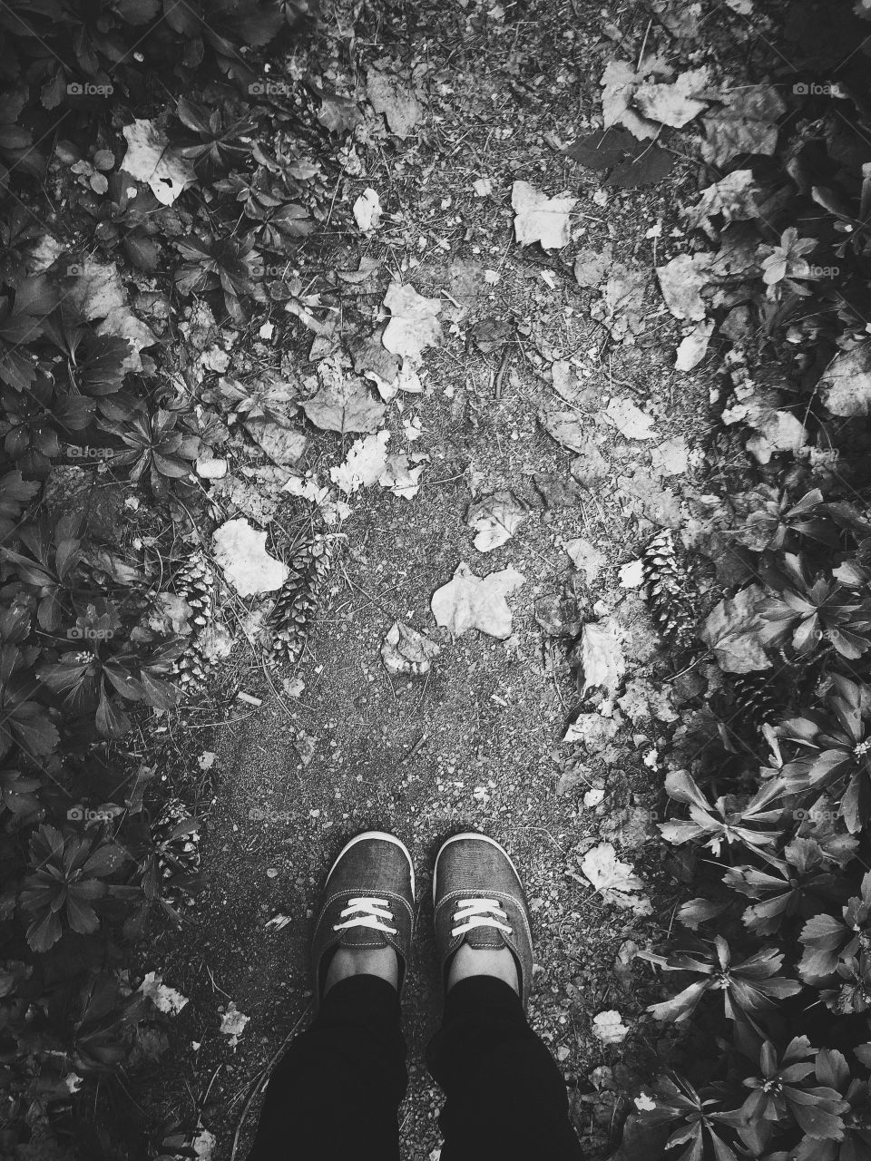 Dead leaves and the dirty ground 