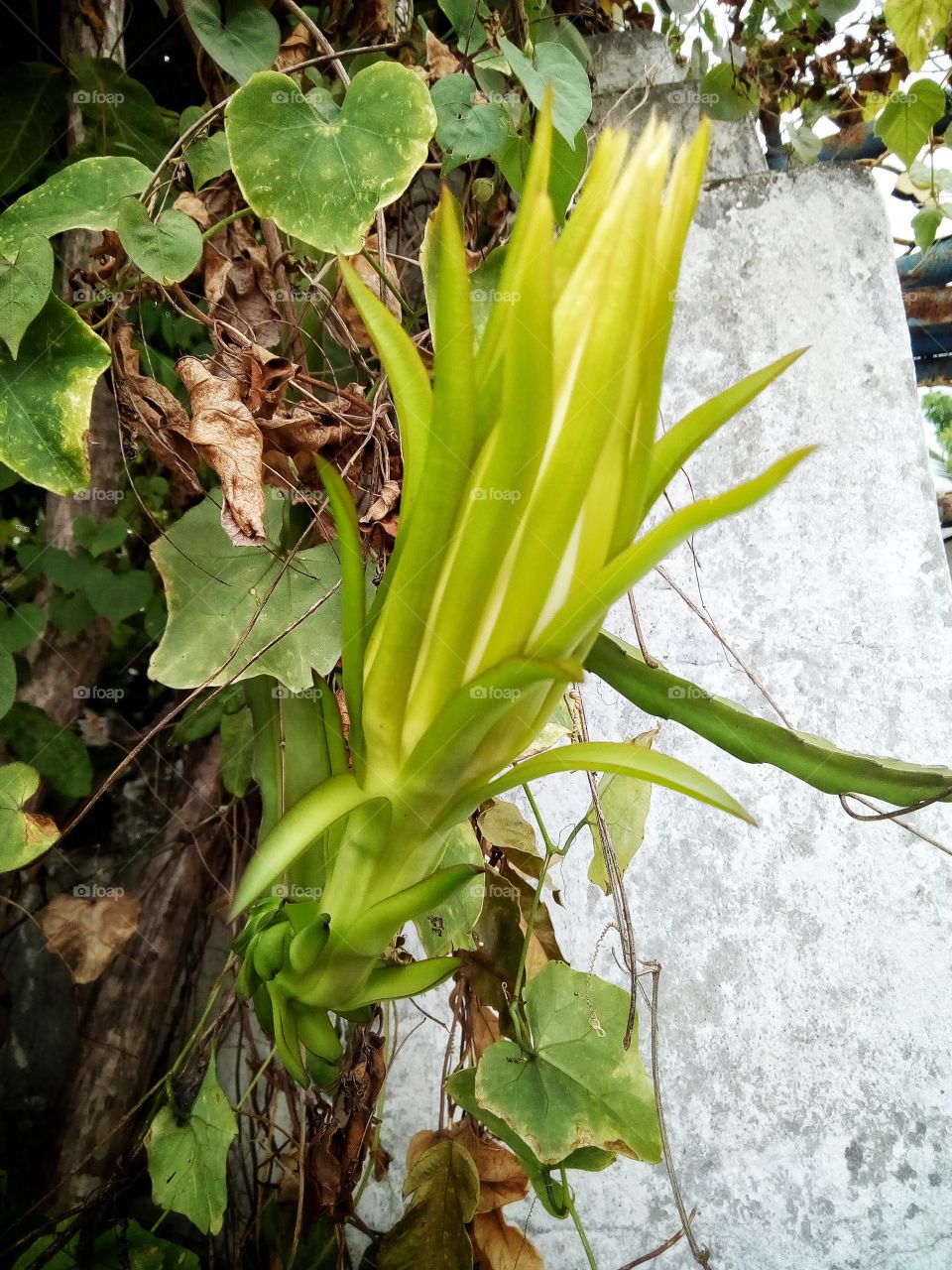 Dragon fruit , flower