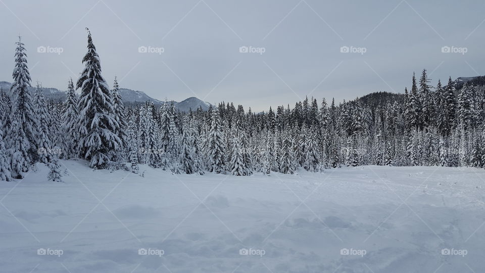 winter wonderland view