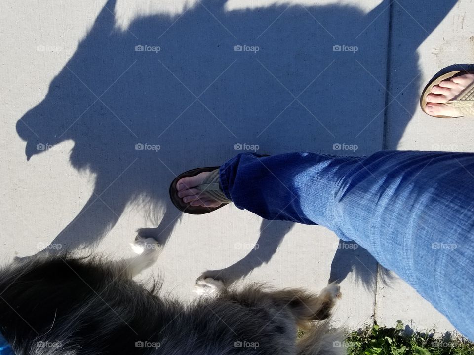Miggy pup shadow.