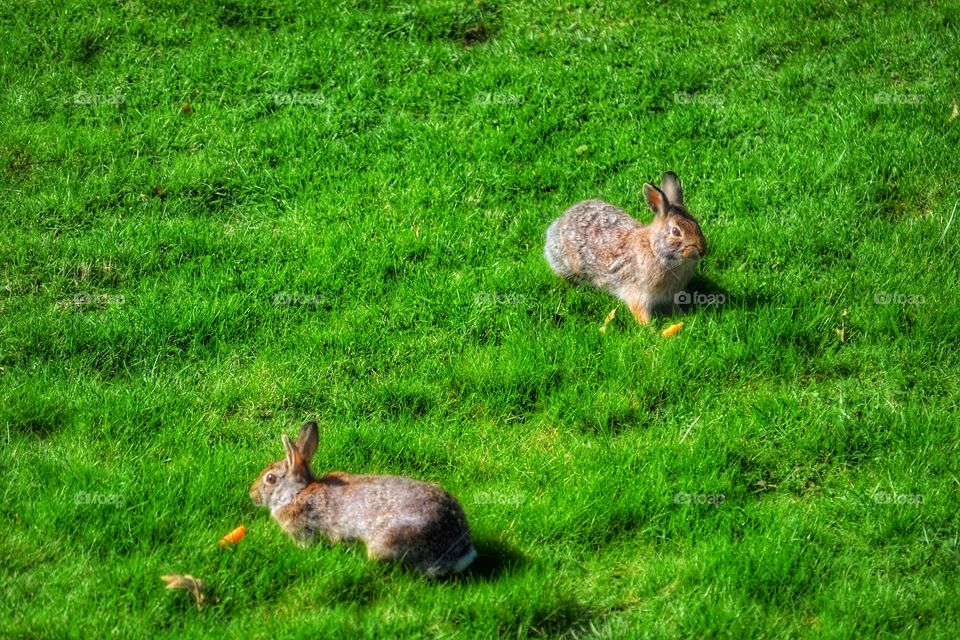  Rabbits in the grass.