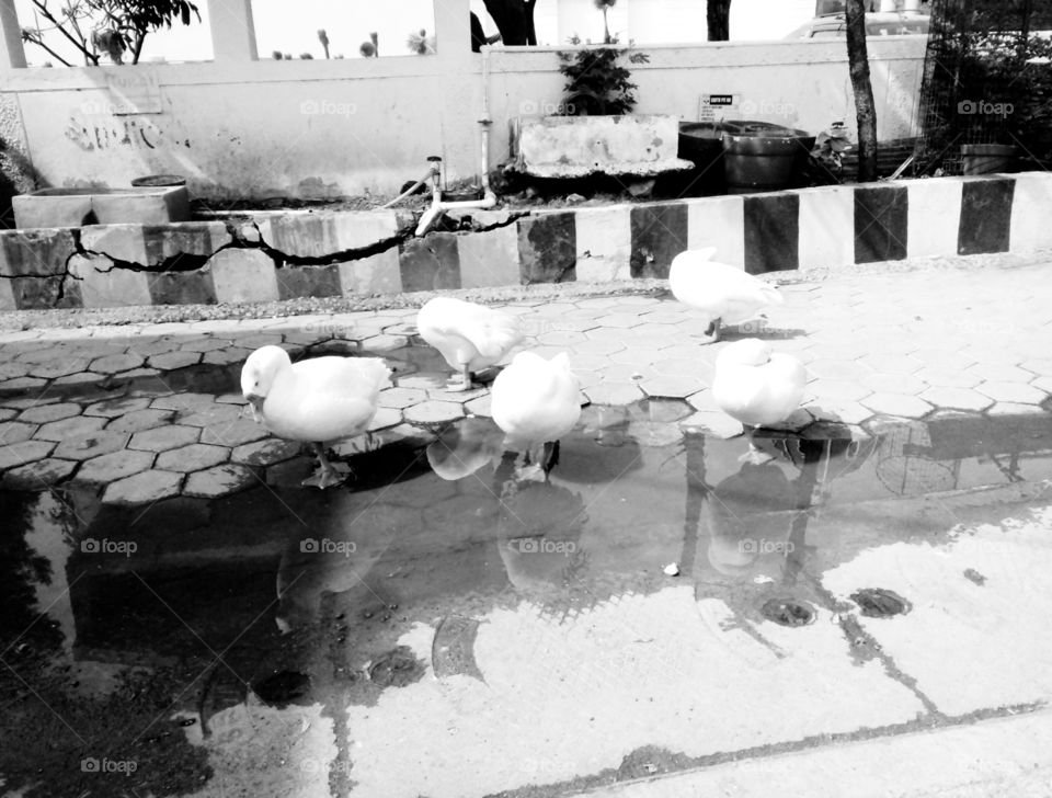 best b&wishes duck photo,b&e photo,Photo of duck,beautiful photo of duck,nice photo of good duck,photo of white duck,photo of innocent pet duck,real photo of real duck,photo of Indian duck,natural photo of duck,lovely photo of duck for you