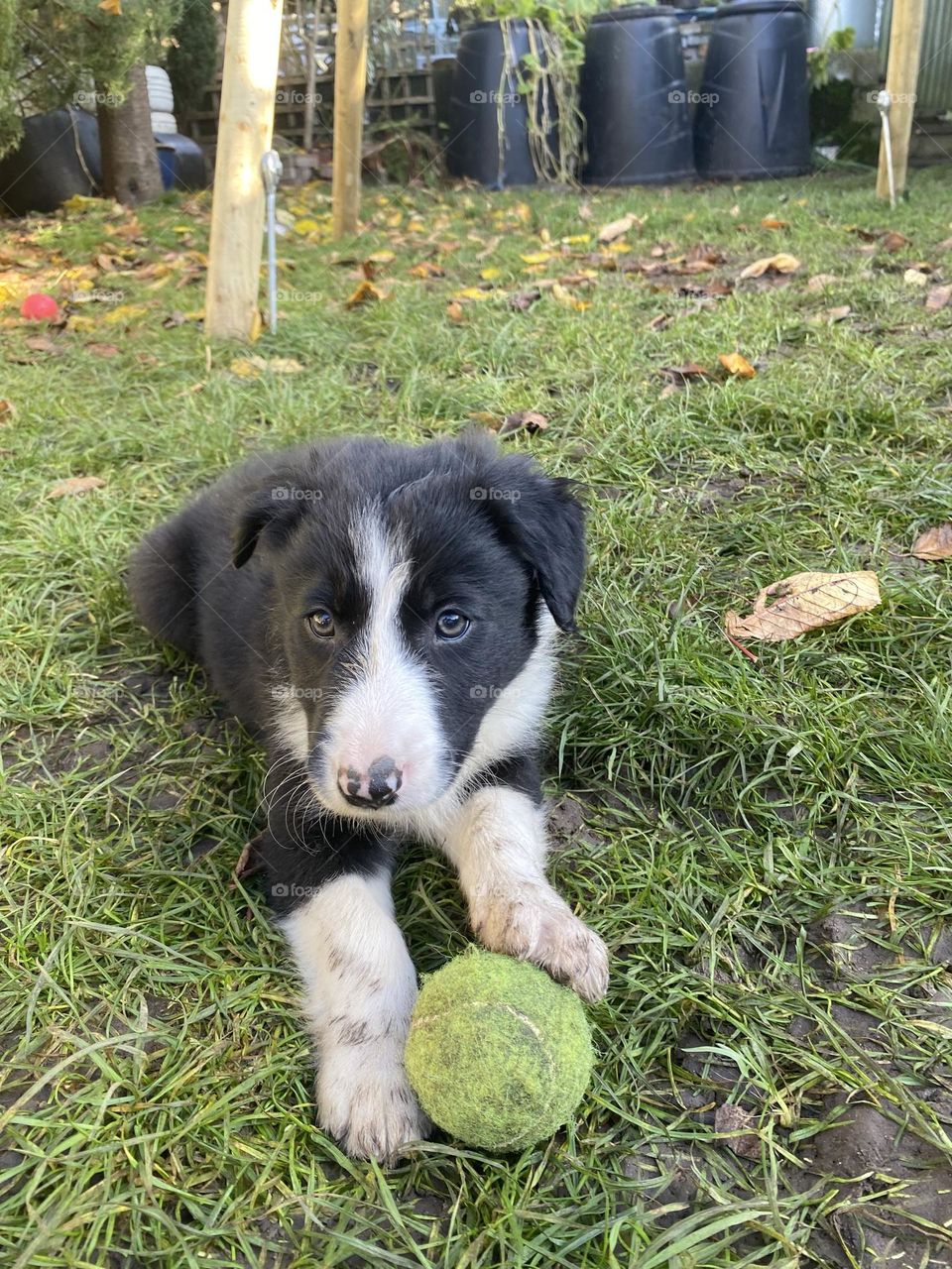 Puppy and ball