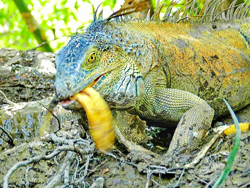 Iguanas of Costa Rica