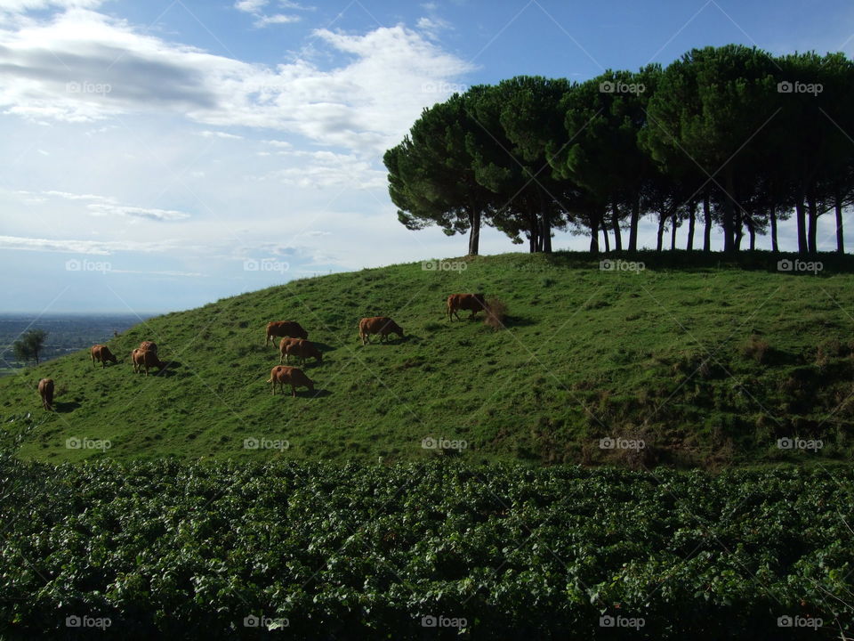 cows grazing in the hills