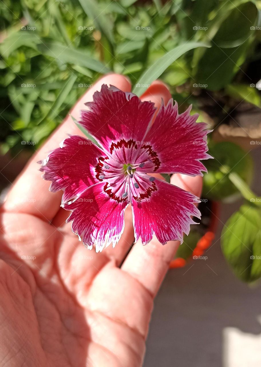 magenta colour Chinese coronation flower and female hand love 💕