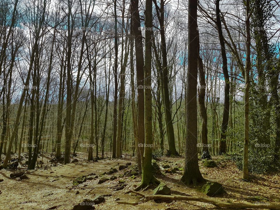 Trees inside forest during day 