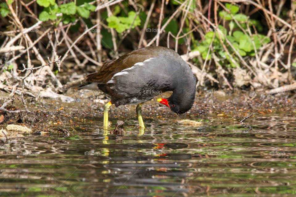 waterbird cleaning session in a pond