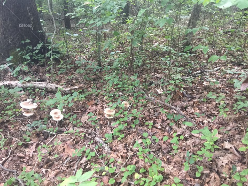 Many wild mushrooms