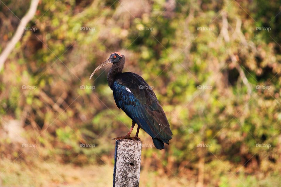A striking Black Ibis perched gracefully on a concrete pole