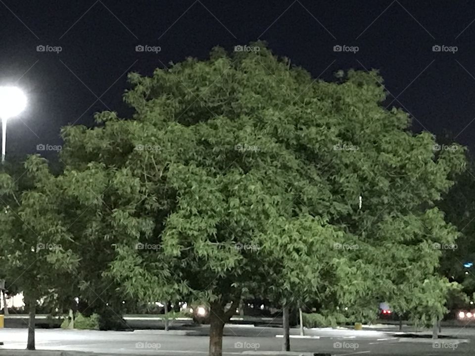 Tree during a nighttime breeze.