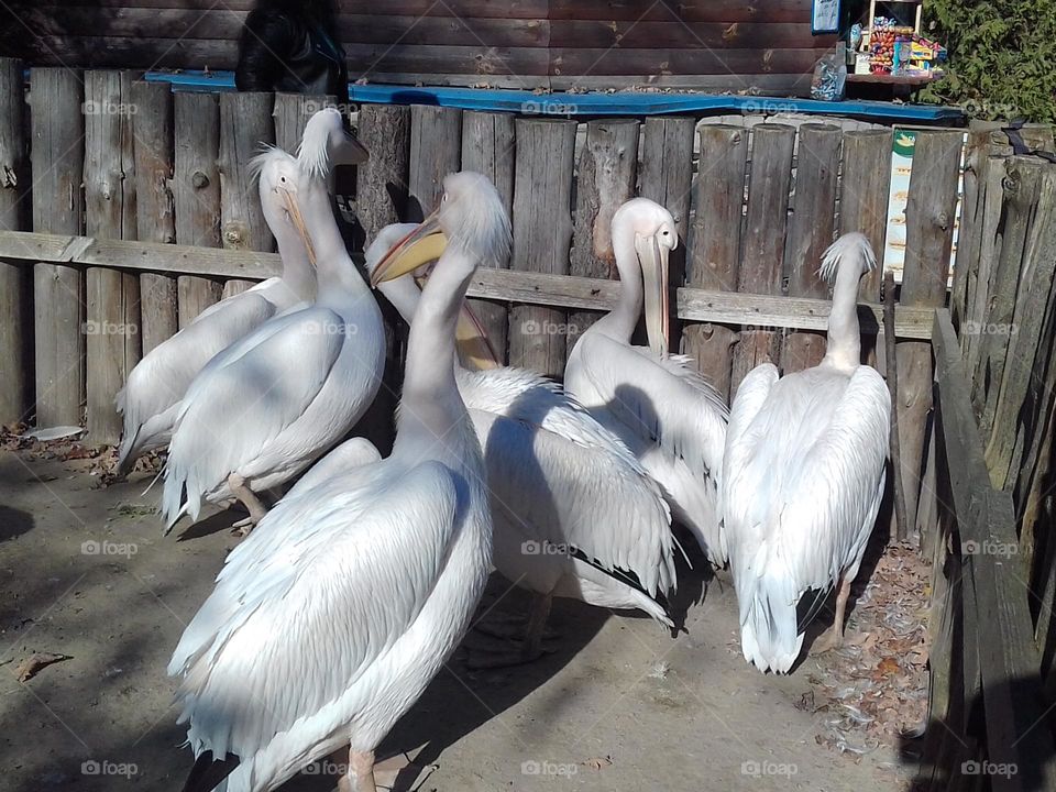 pelicans