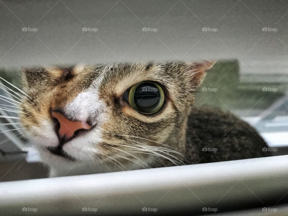 Cat hiding in blinds