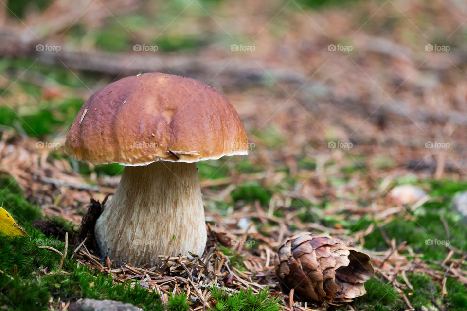 Cep mushroom growing in the forest in early fall 