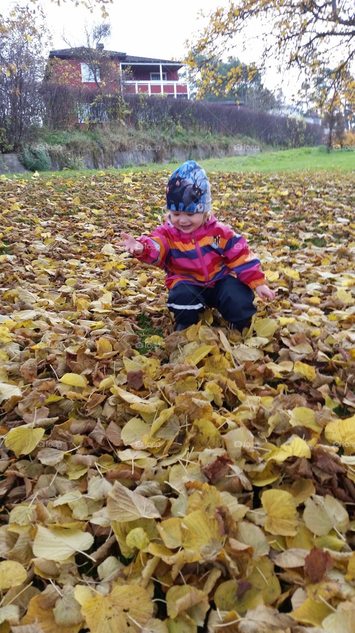 Happy leaves. Toddler excited about fallen leaves