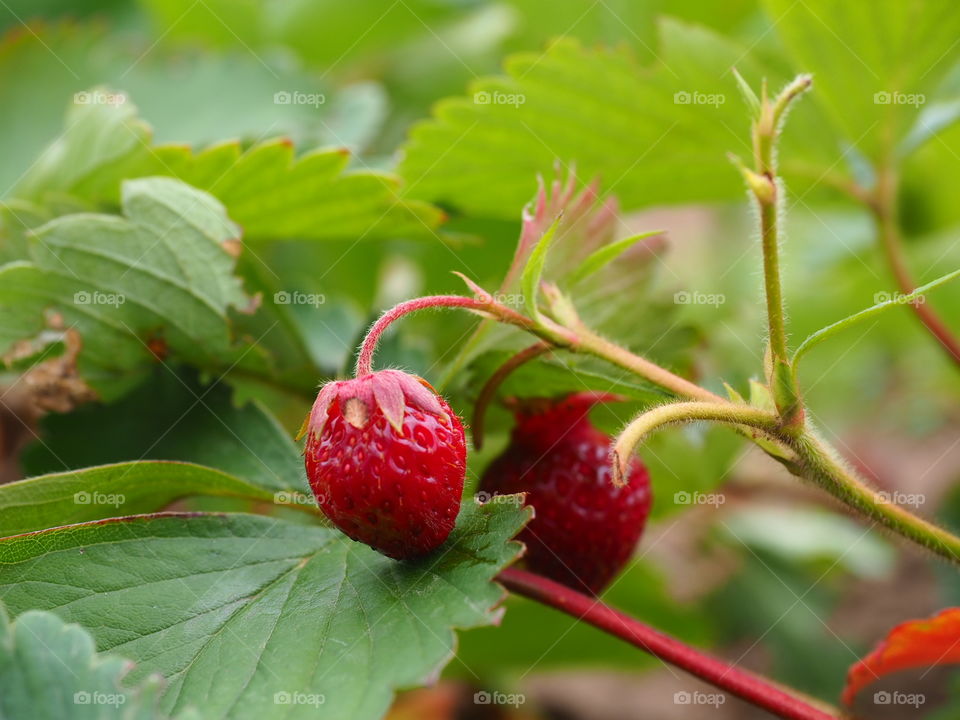 Ripe red strawberry on a branch on a background of green foliage