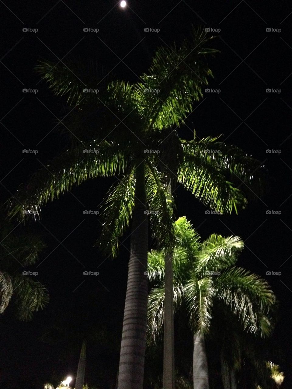 Moon over palms