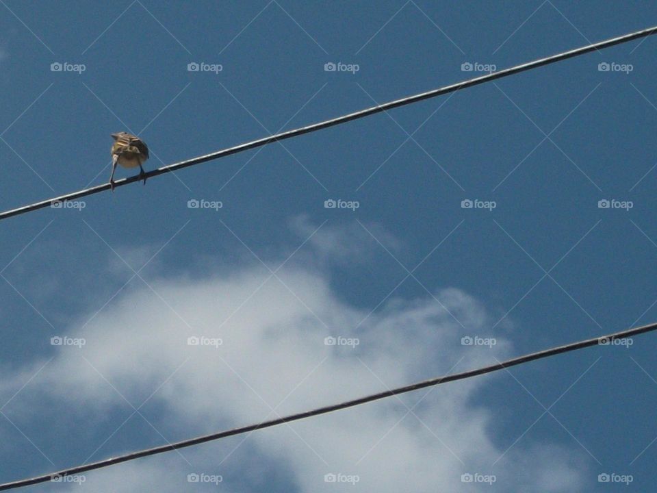Ele cantarola alegre em seu poleiro bambo.