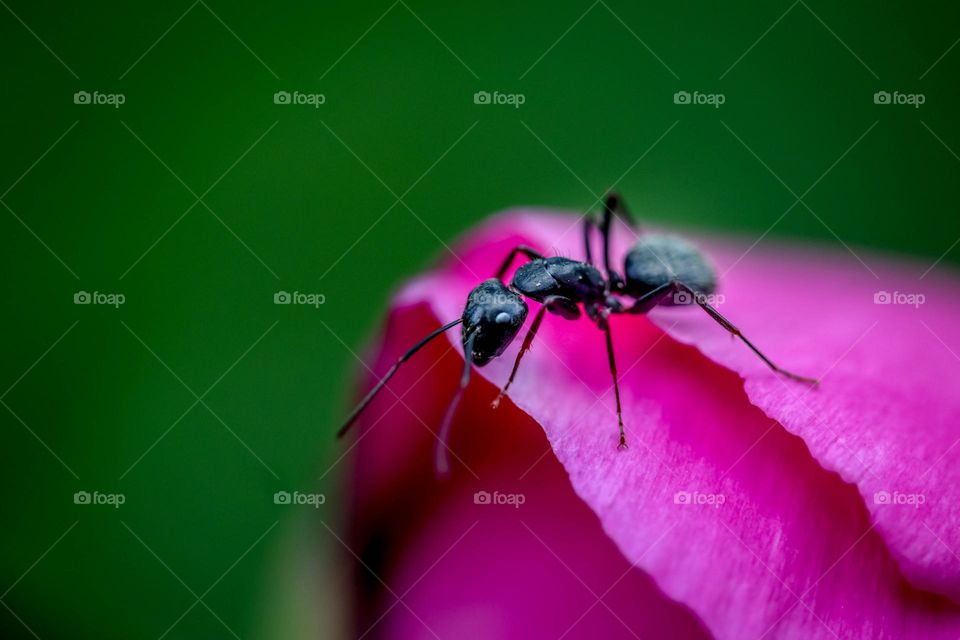 An ant on a peony flower