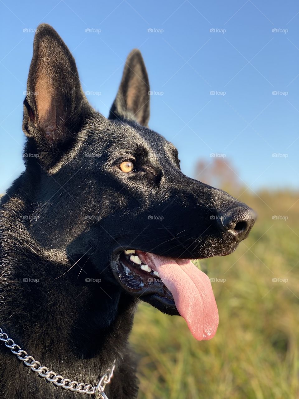 Pure black German shepherd dog 