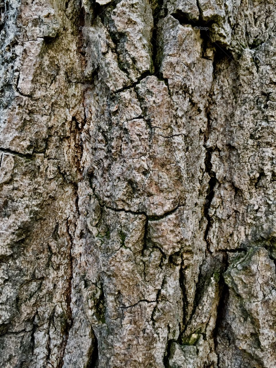 Tree trunk 