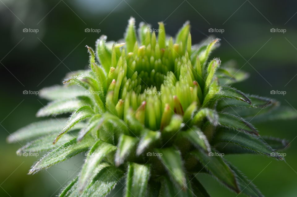 macro budding flower