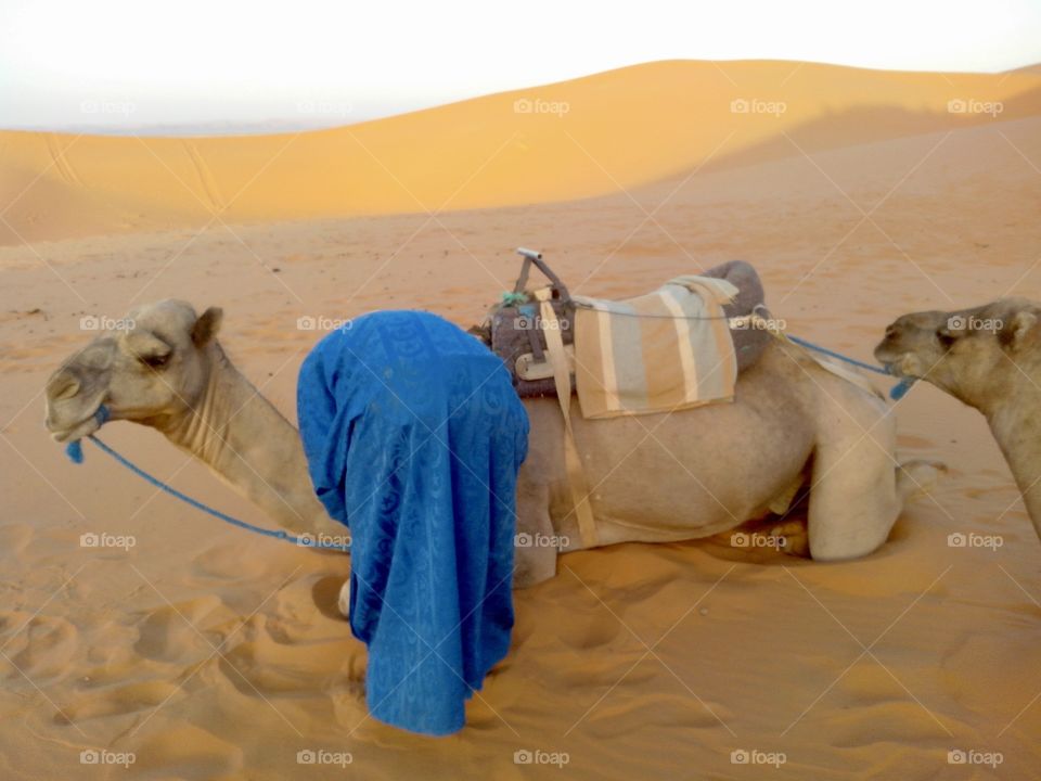 Camel in the Moroccan desert