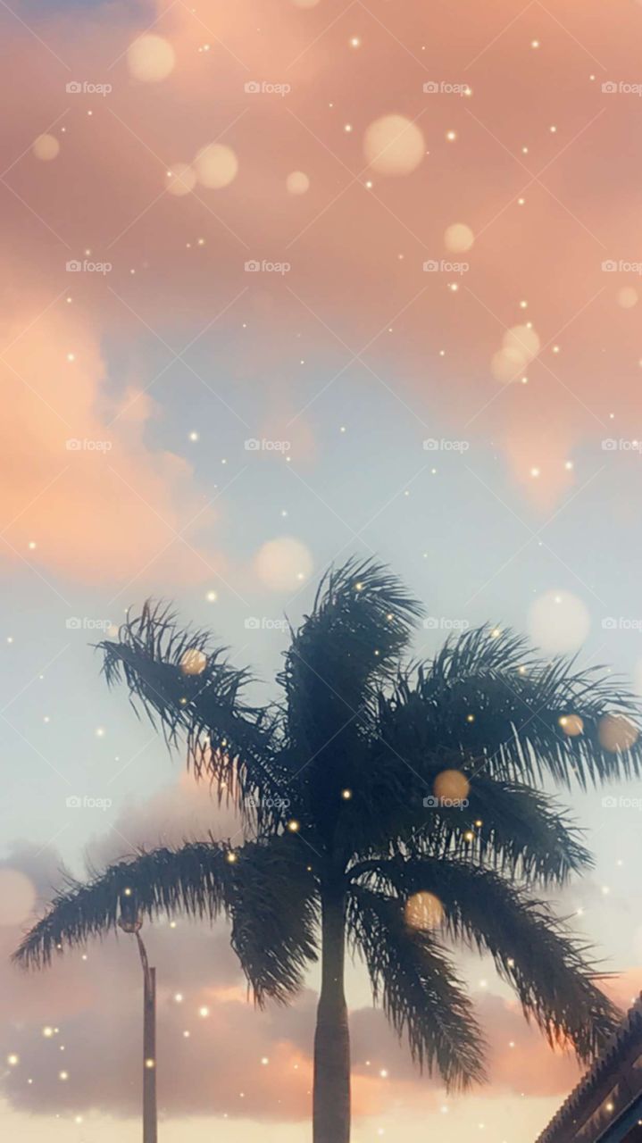 Miami sunset palm tree beach day 