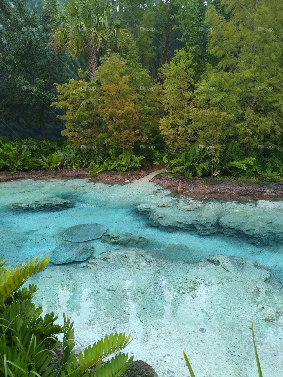 a beautiful fresh water Florida Spring on a overcast day in the Summer