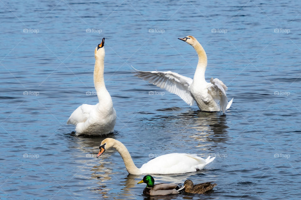 Still shot capturing swans keeping their head up as if having a motivational speech together. 