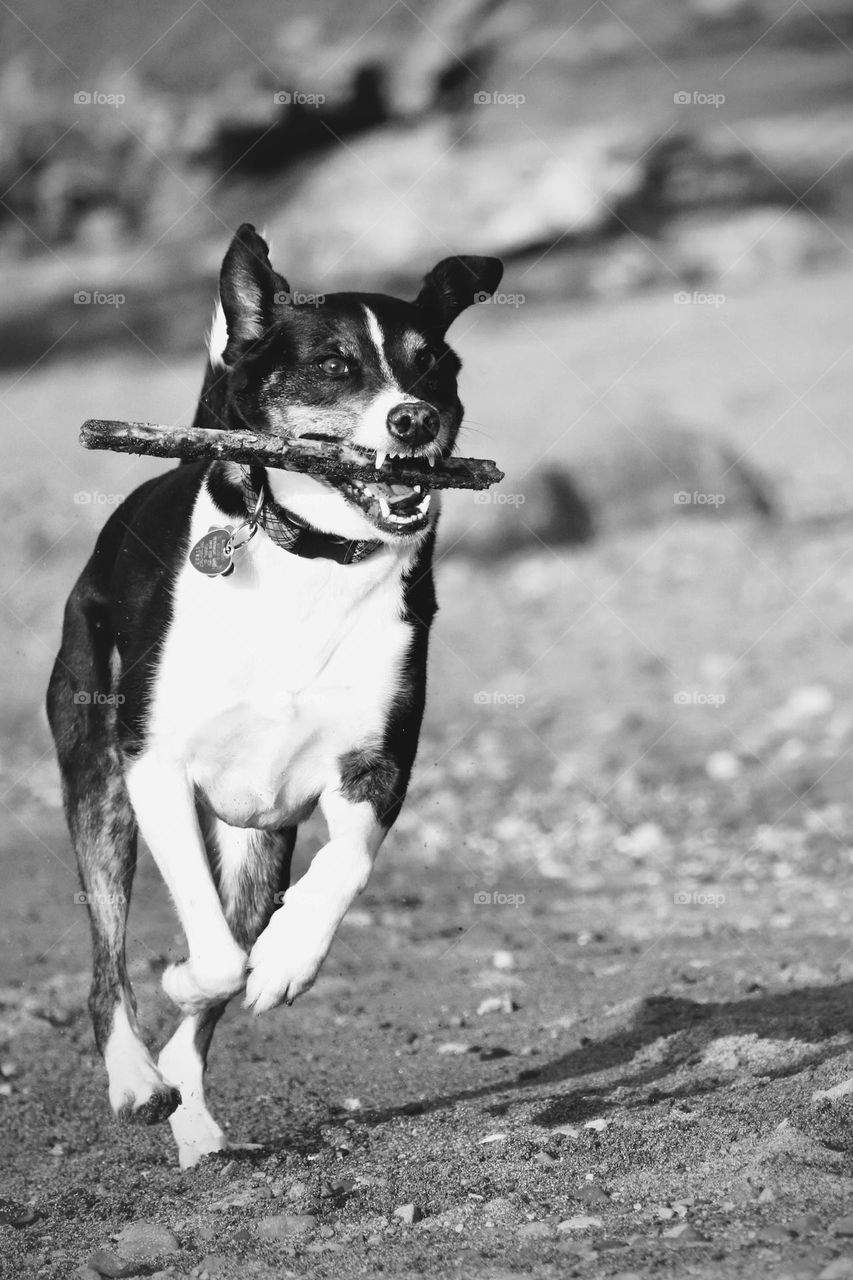 Black and white photo of a mixed breed dog fetching a stick while running along a rocky beach 