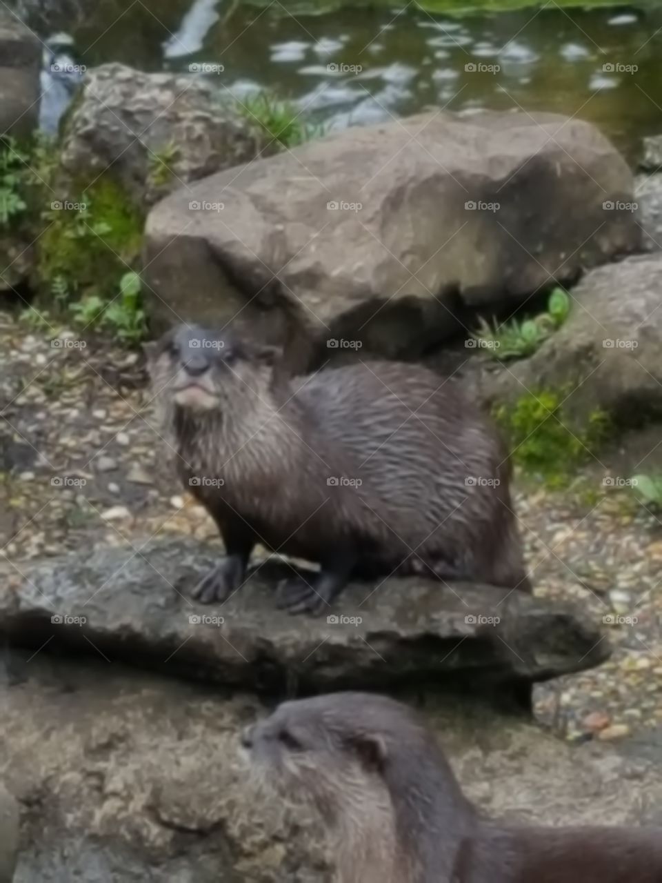 otter