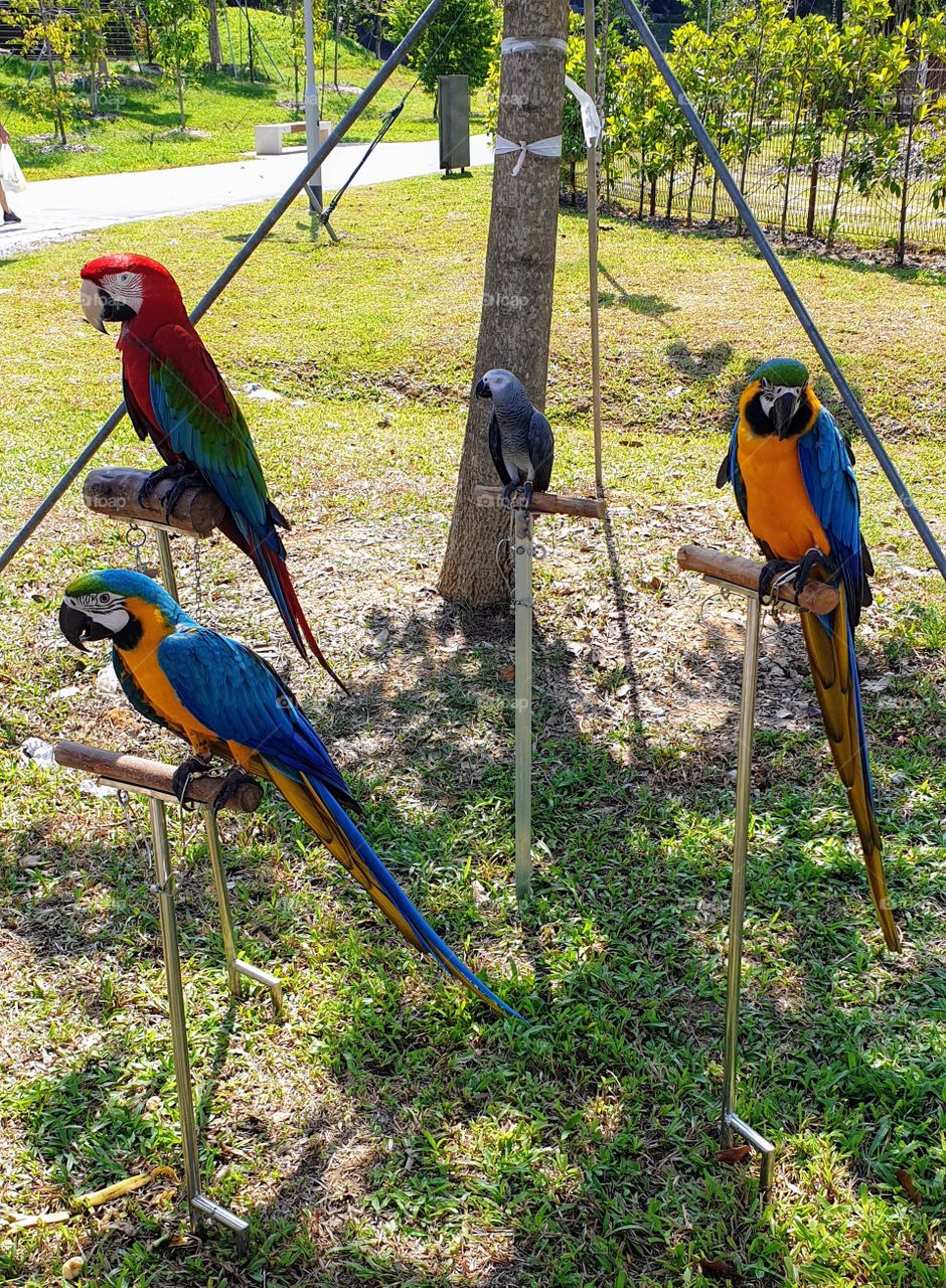 Colourful parrots resting in the garden