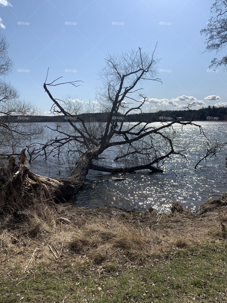 Trees across the lake