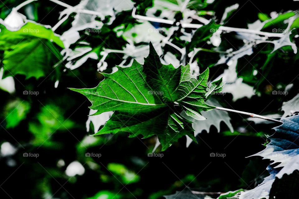 sunlight shining down on the leafs