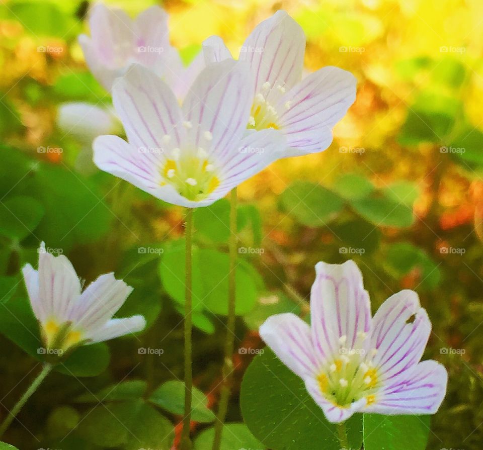 Harsyra, a little flower