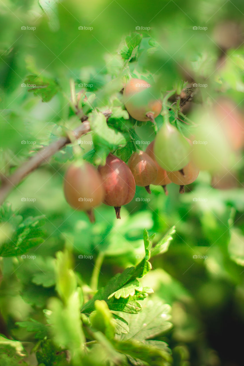 Close-up of a growing gooseberry