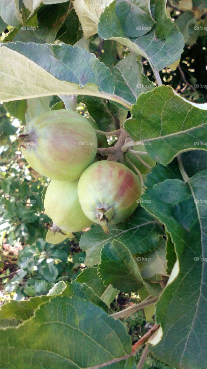 Small apples